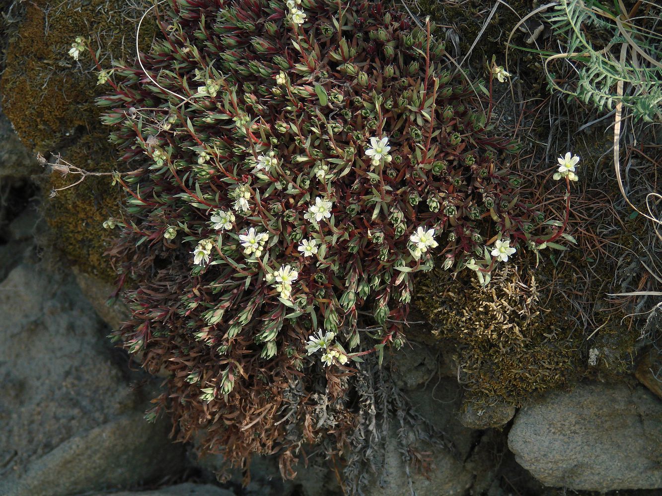 Image of Saxifraga spinulosa specimen.