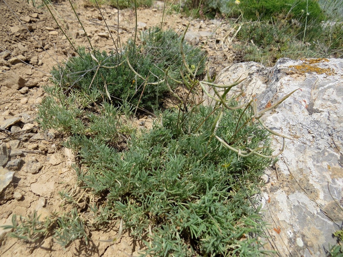 Image of Astragalus falcigerus specimen.