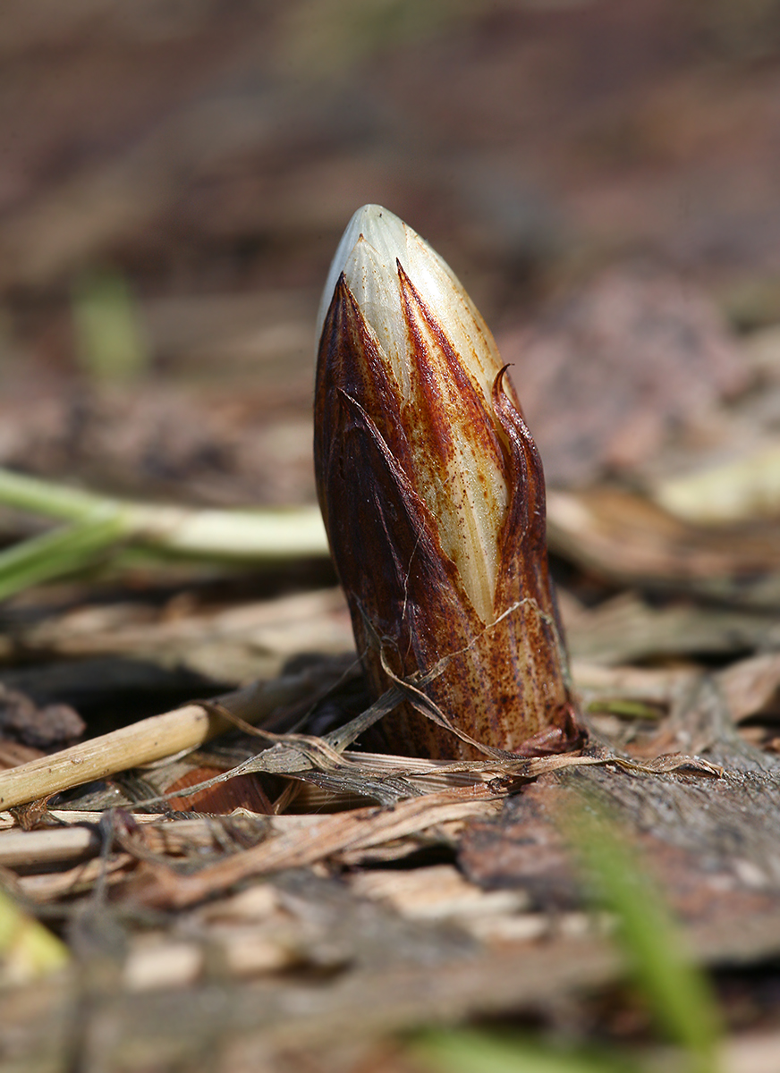 Image of Equisetum arvense specimen.