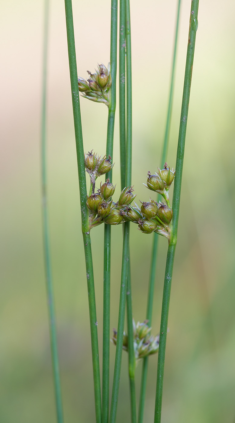 Image of Juncus filiformis specimen.