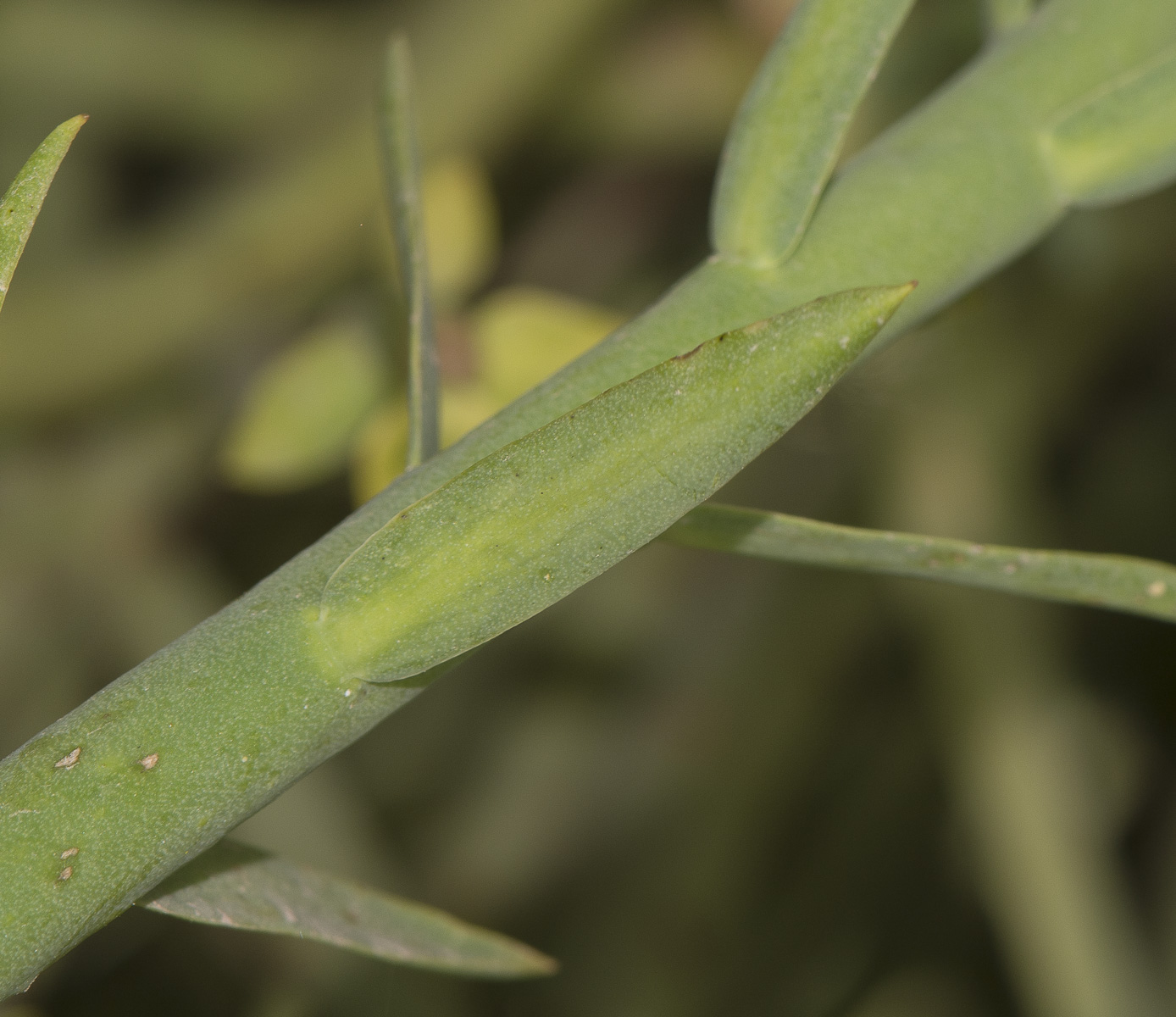 Image of Euphorbia mauritanica specimen.