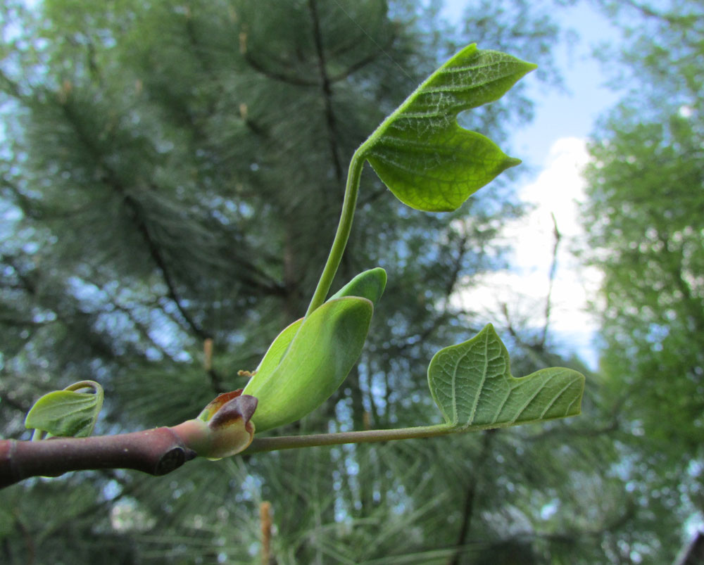 Изображение особи Liriodendron tulipifera.