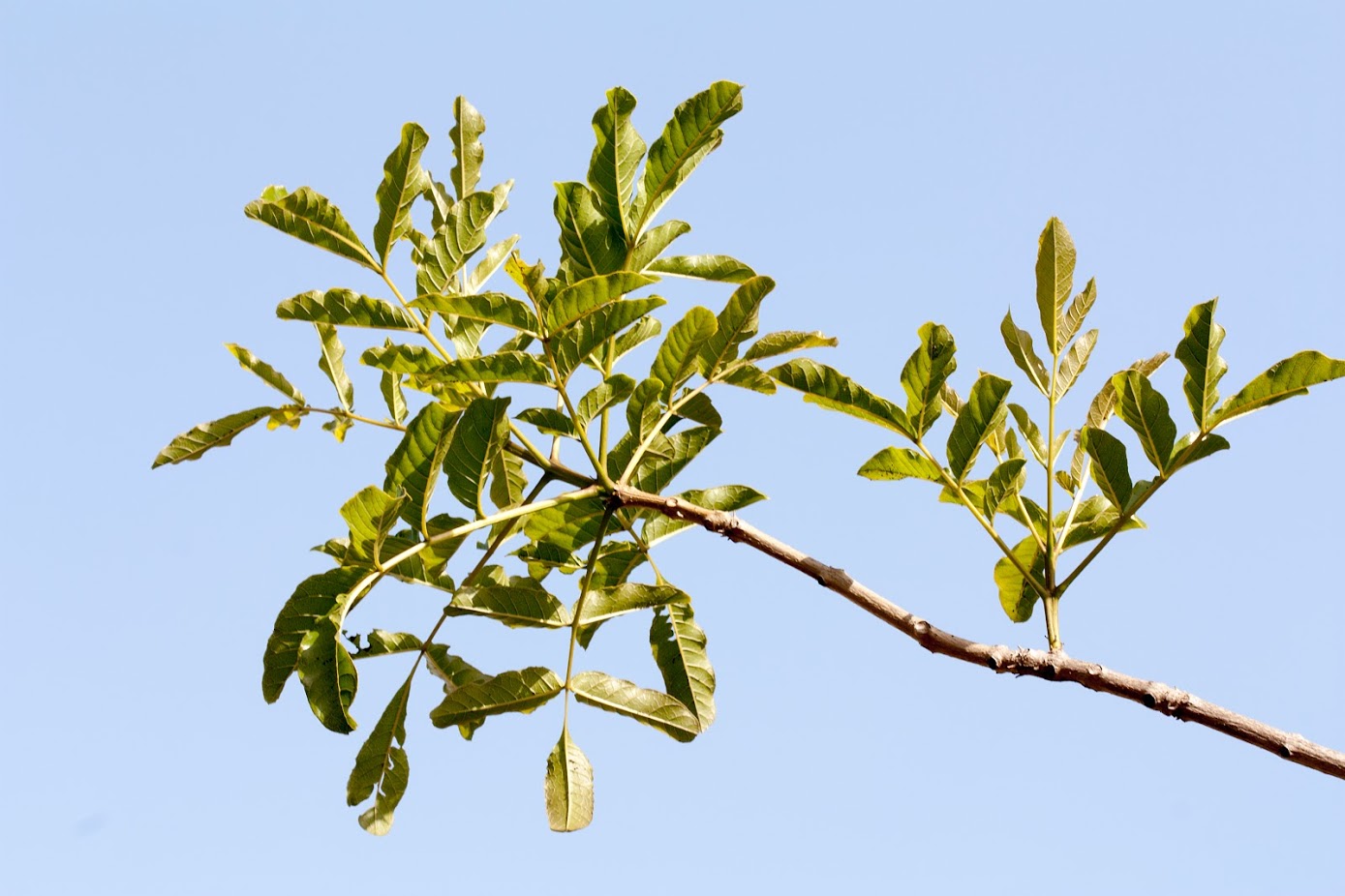 Image of Kigelia pinnata specimen.