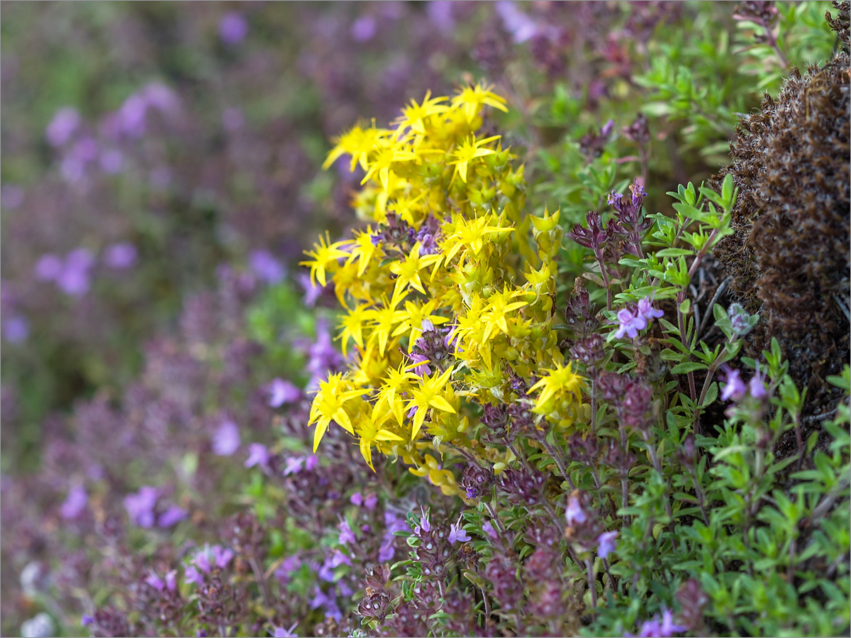 Изображение особи Sedum acre.