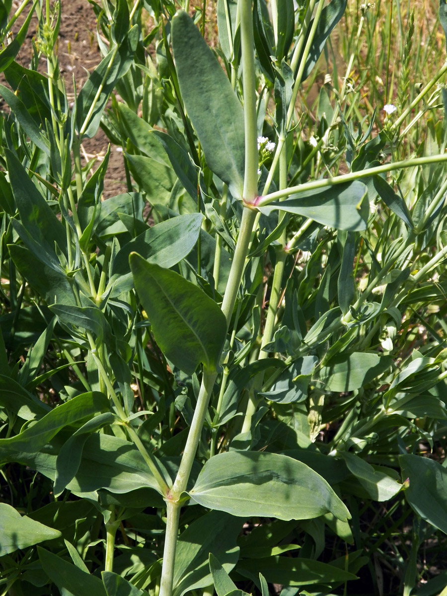 Image of Gypsophila altissima specimen.