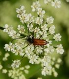 Aegopodium podagraria