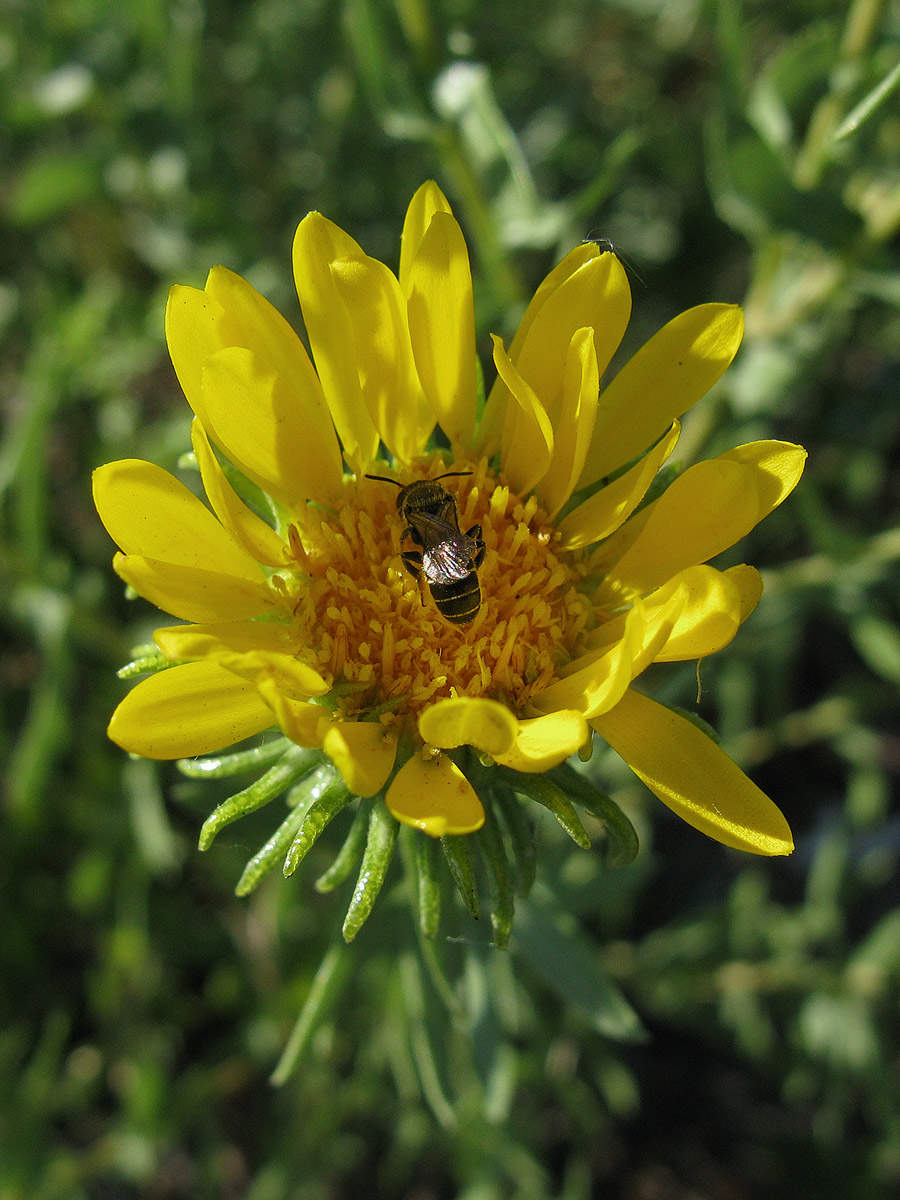 Image of Grindelia squarrosa specimen.