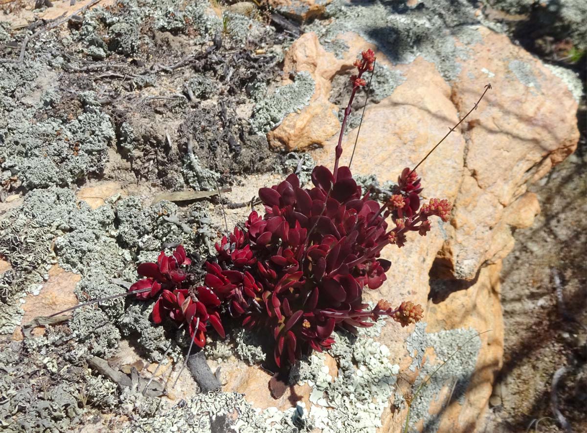 Image of Crassula atropurpurea specimen.