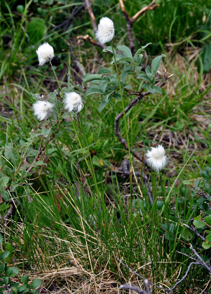 Image of genus Eriophorum specimen.