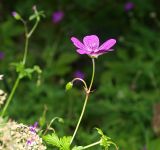 Смотреть изображение Geranium palustre