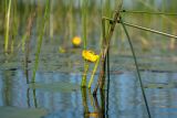 Nuphar lutea. Цветок около побегов Schoenoplectus lacustris. Беларусь, Витебская обл., оз. Езерище, западное побережье, прибрежное мелководье. 16.08.2018.