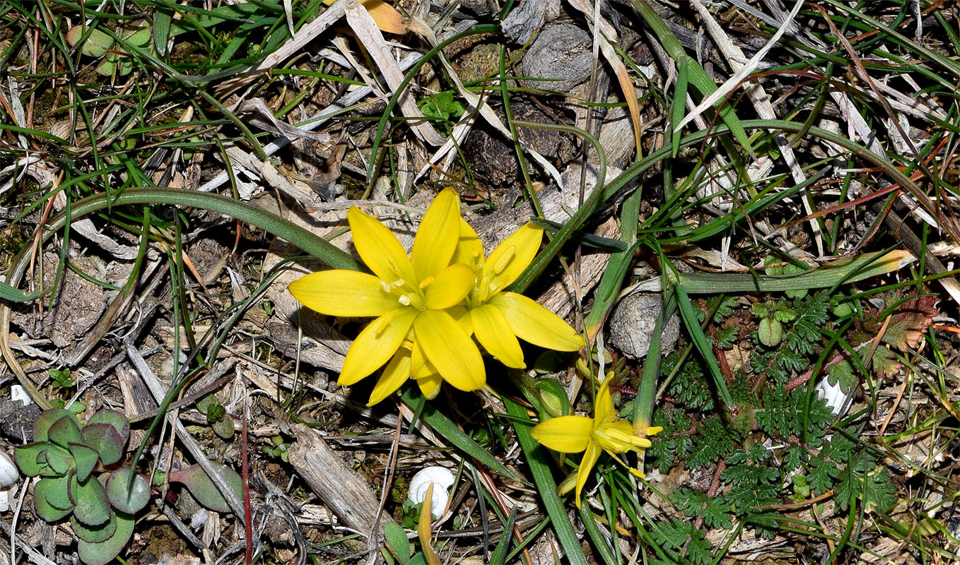 Image of Gagea olgae specimen.