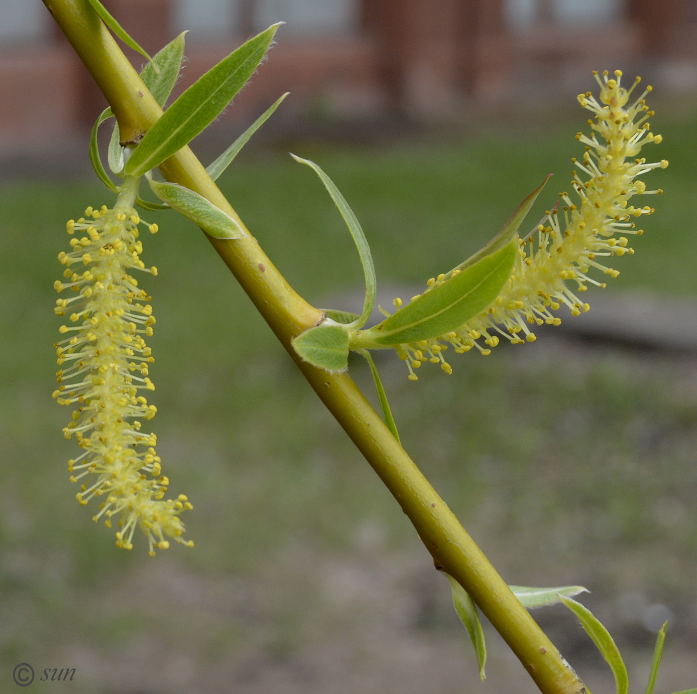 Salix babylonica - Ð˜Ð·Ð¾Ð±Ñ€Ð°Ð¶ÐµÐ½Ð¸Ðµ Ð¾ÑÐ¾Ð±Ð¸ - ÐŸÐ»Ð°Ð½Ñ‚Ð°Ñ€Ð¸ÑƒÐ¼