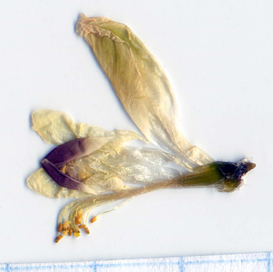 Image of Astragalus uliginosus specimen.