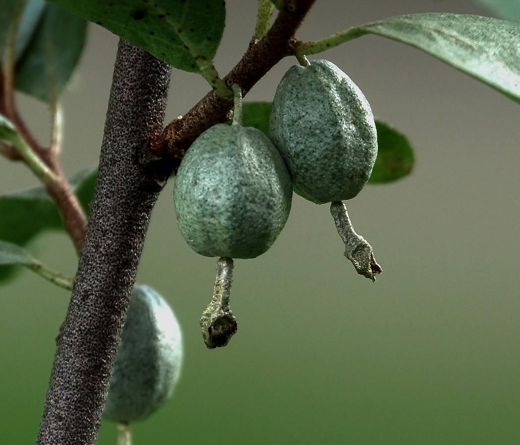 Image of Elaeagnus commutata specimen.