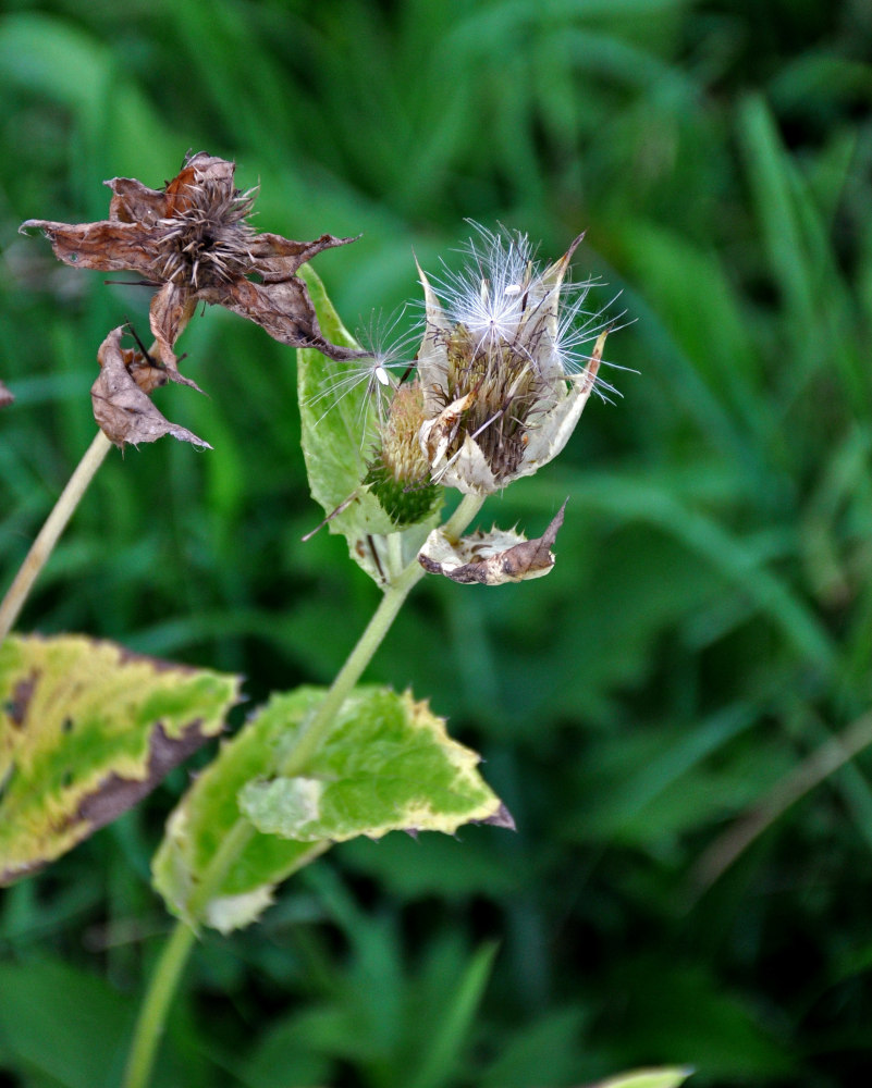 Image of Cirsium oleraceum specimen.