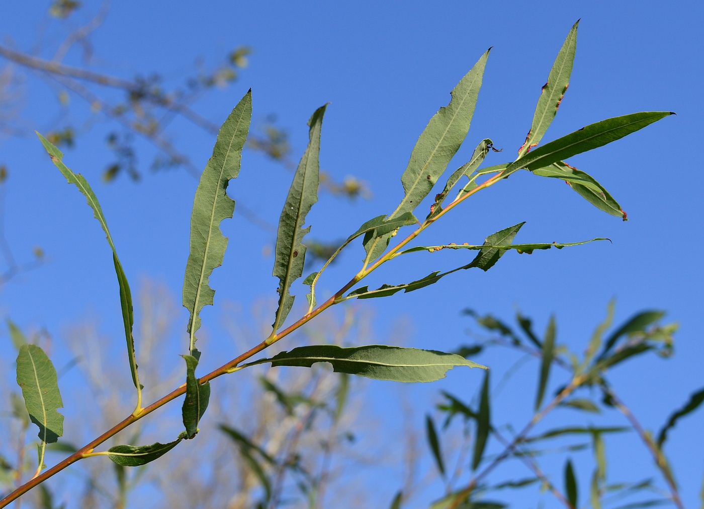 Изображение особи Salix vinogradovii.