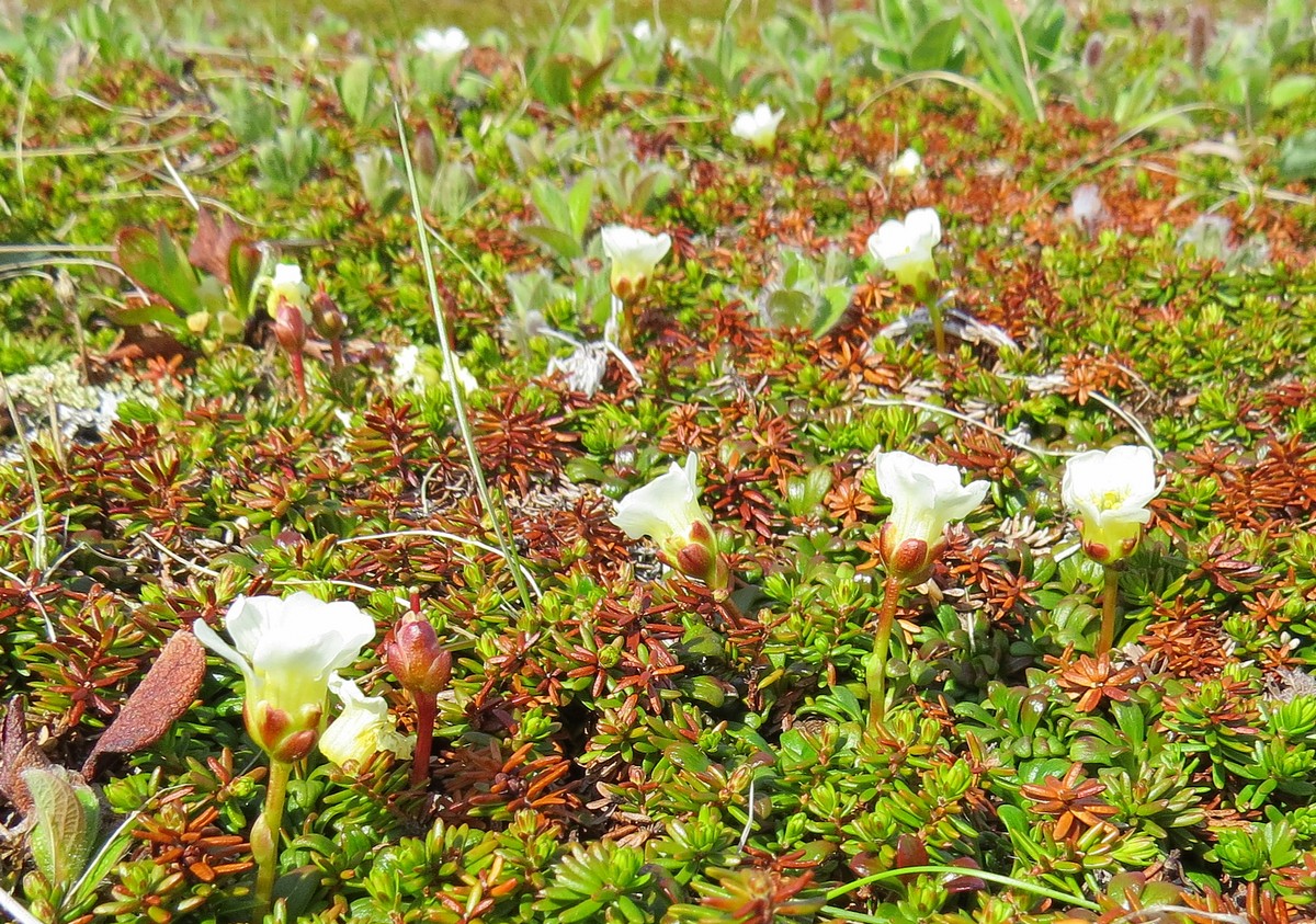 Image of Diapensia obovata specimen.