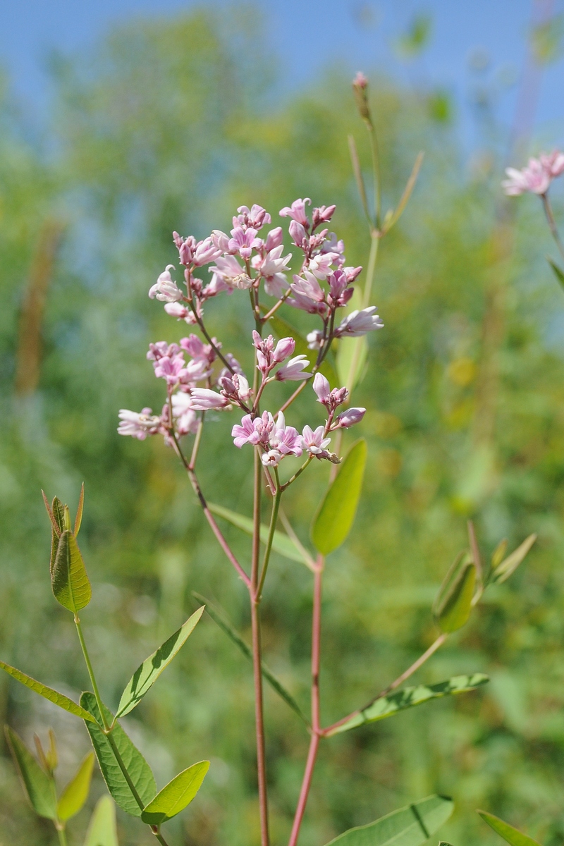 Image of Trachomitum lancifolium specimen.