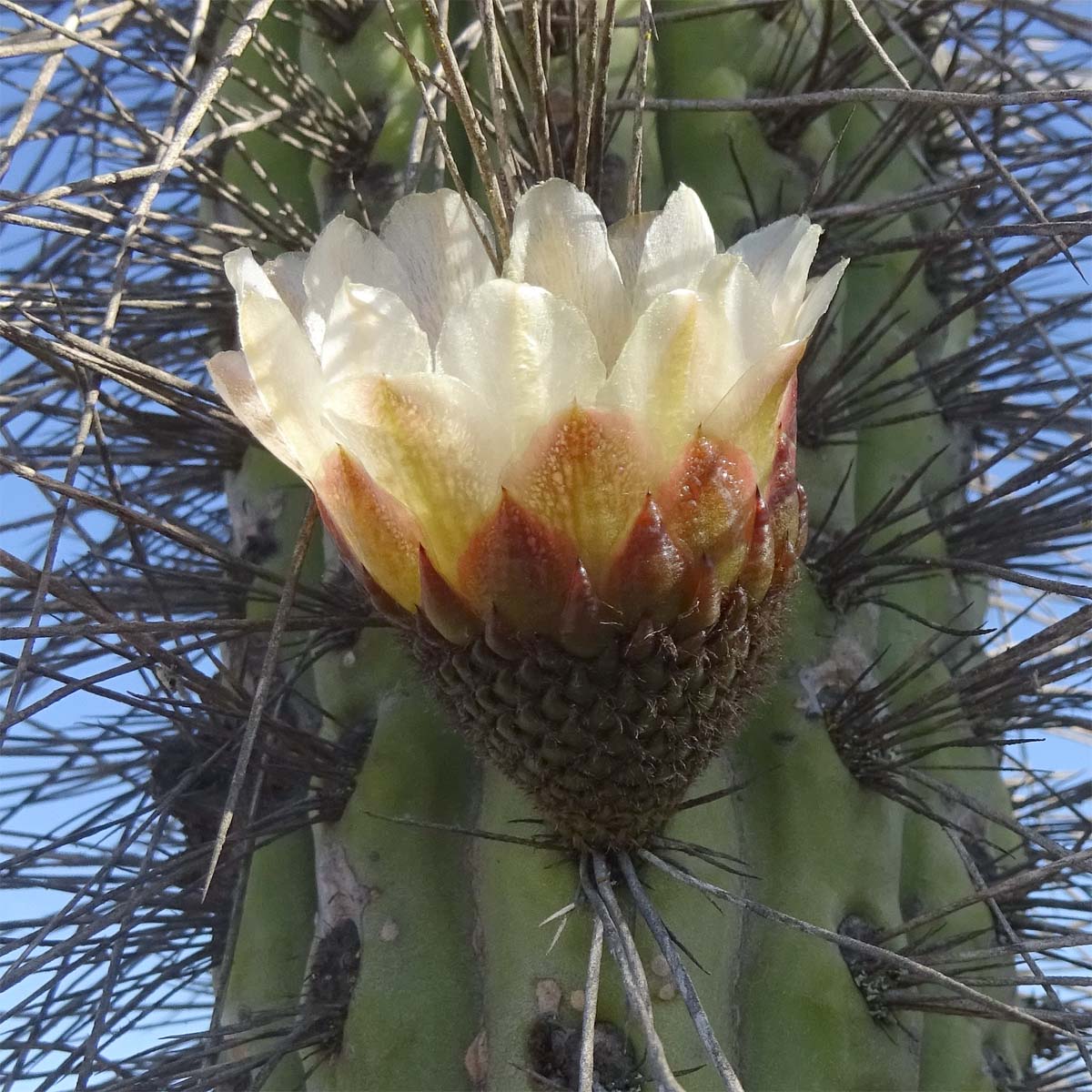 Image of Eulychnia acida specimen.