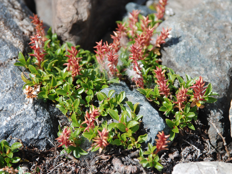 Image of Salix brayi specimen.