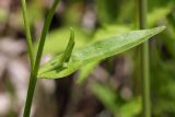 Myosotis palustris. Фрагмент стебля с листом и развивающимся боковым побегом. Костромская обл., Судиславский р-н, окр. дер. Антипино, пойма р. Пуга (правый приток р. Меза), низинное болото. 25.06.2017.