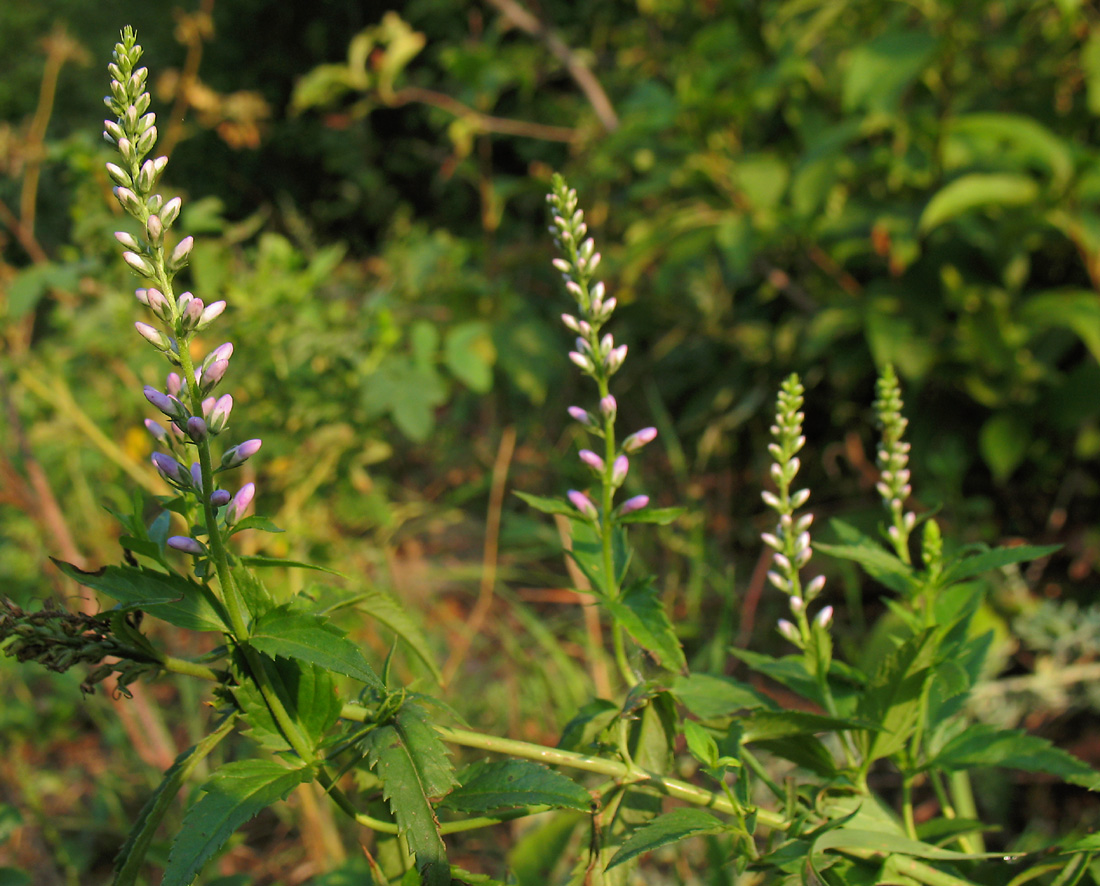 Изображение особи Veronica longifolia.