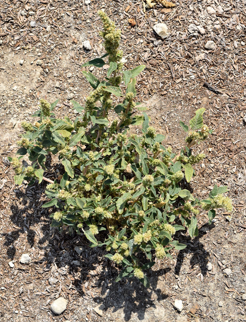 Изображение особи Amaranthus retroflexus.