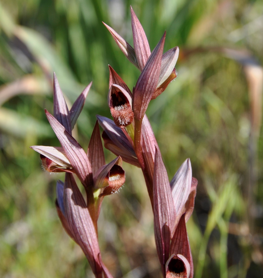 Image of Serapias bergonii specimen.