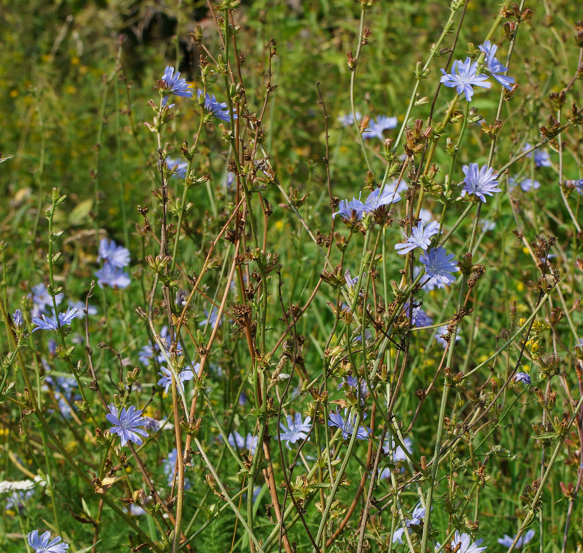 Image of Cichorium intybus specimen.