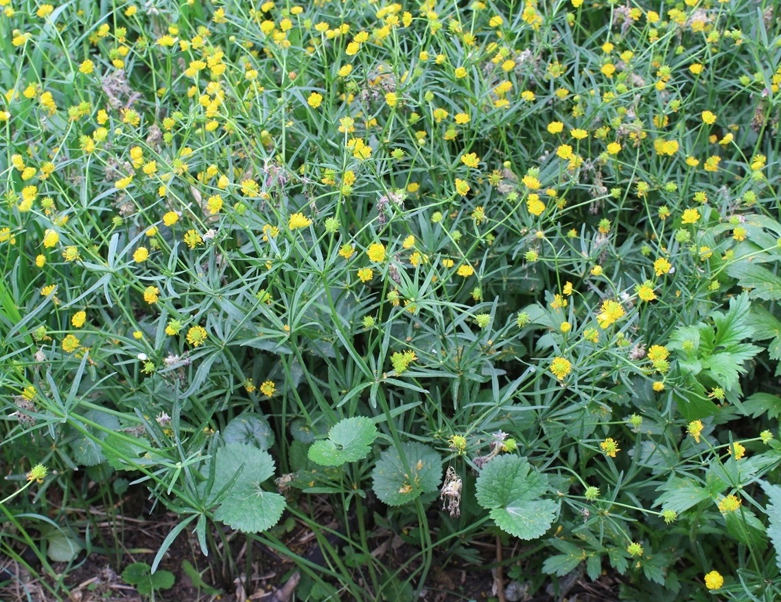 Изображение особи Ranunculus cassubicus.