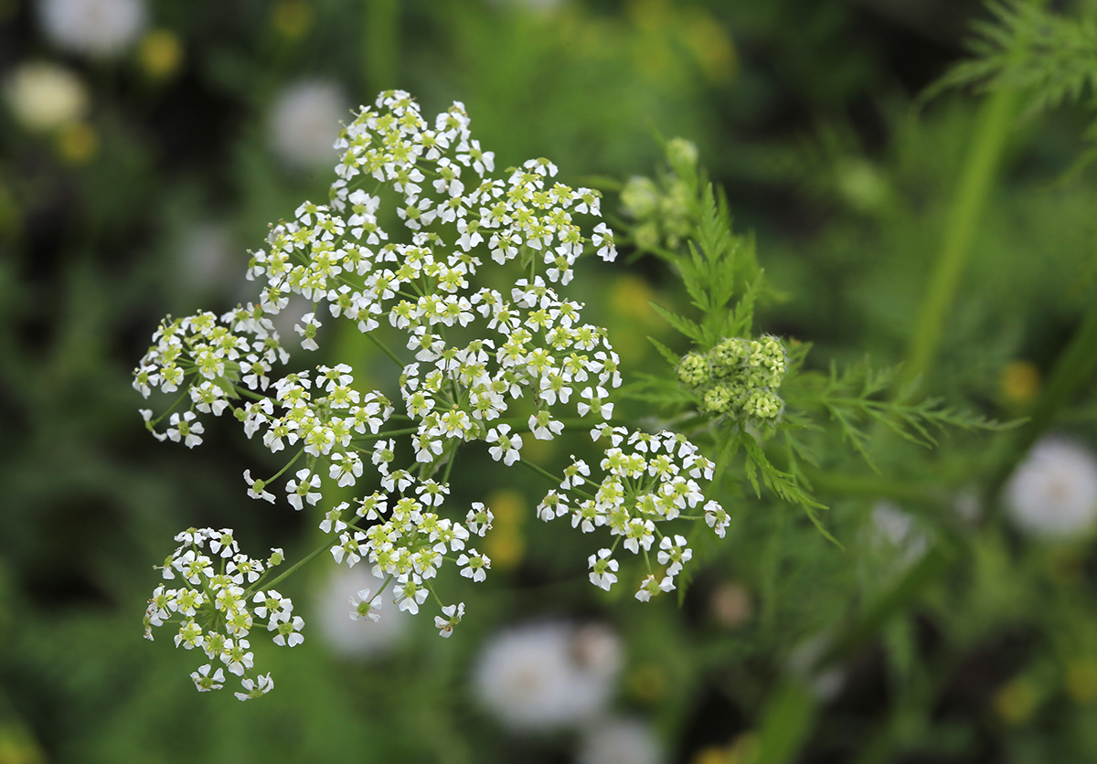 Изображение особи Sphallerocarpus gracilis.