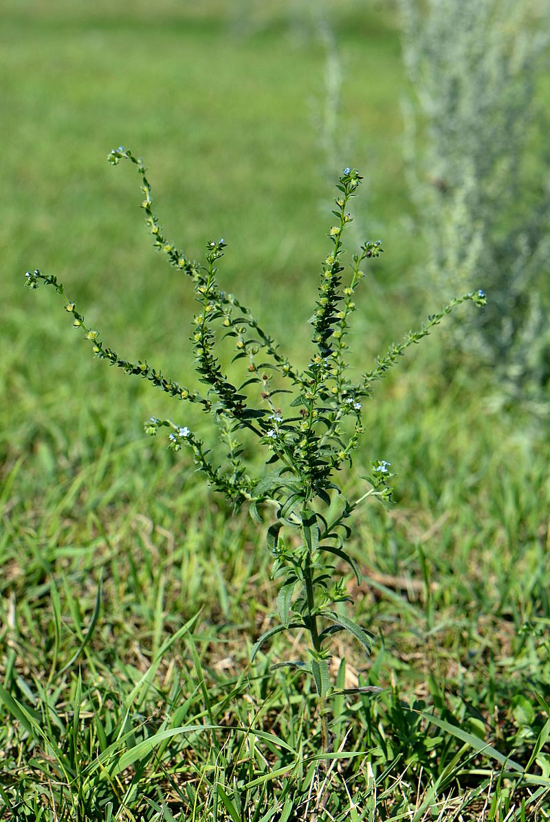 Image of Lappula squarrosa specimen.