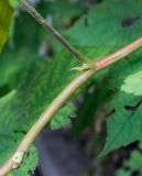 Rubus odoratus. Средняя часть побега. Санкт-Петербург, Центральный р-н, Невский проспект, двор жилого дома, в культуре. 08.09.2020.