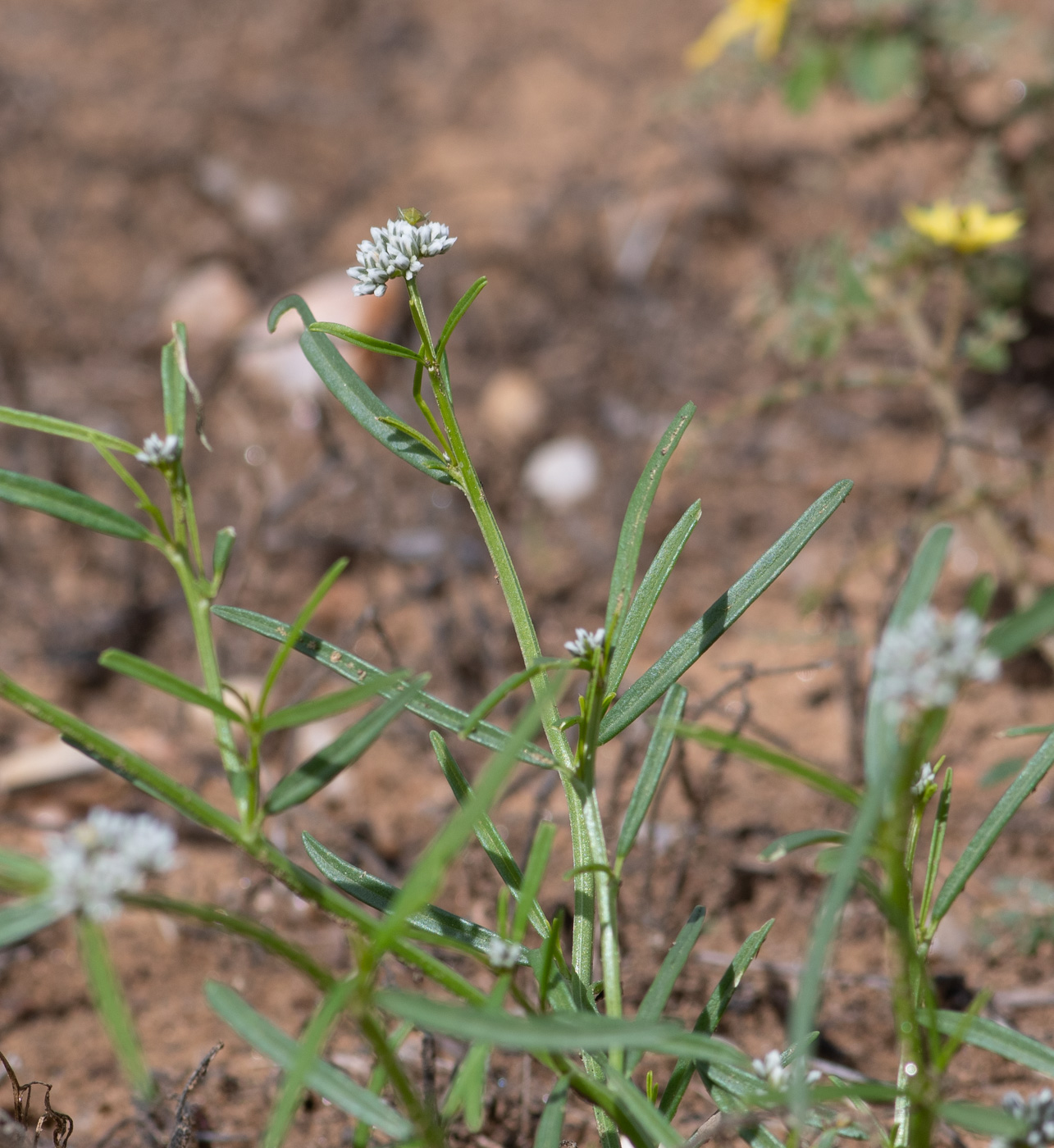 Image of Limeum sulcatum specimen.