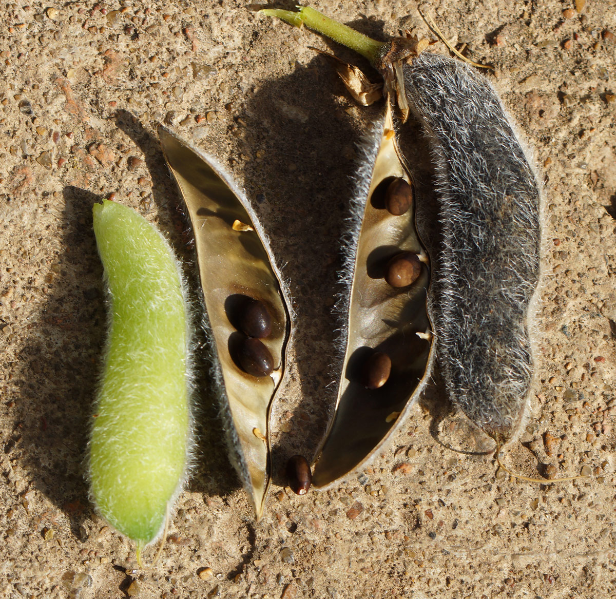 Image of Lupinus polyphyllus specimen.