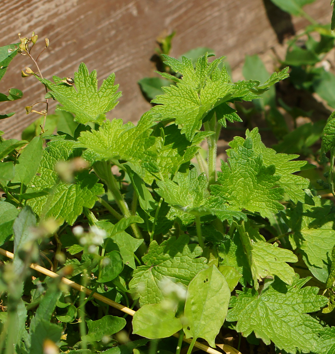 Изображение особи Leonurus quinquelobatus.