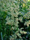 Dactylis glomerata