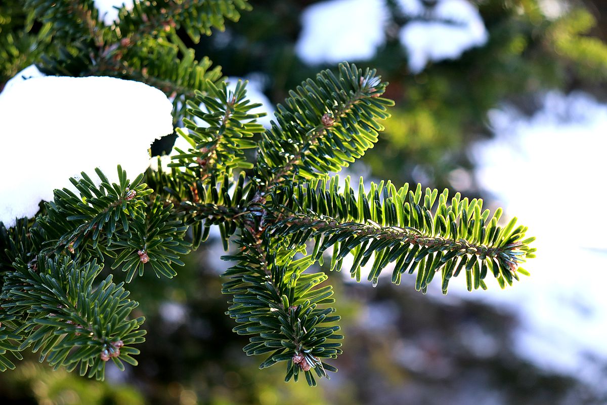 Image of Abies fraseri specimen.