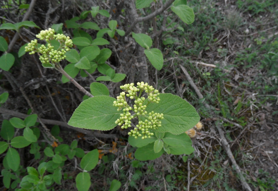 Image of Viburnum lantana specimen.