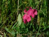 Lathyrus tuberosus