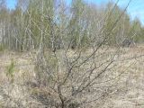 Crataegus dahurica. Растение в начале вегетации. Хабаровск, Большой Уссурийский остров. 07.05.2020.