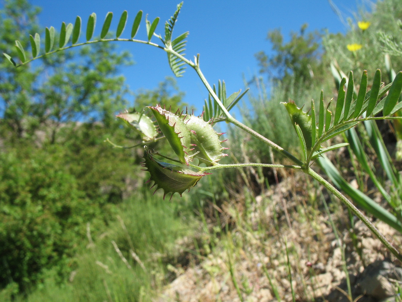 Image of Astragalus schmalhausenii specimen.