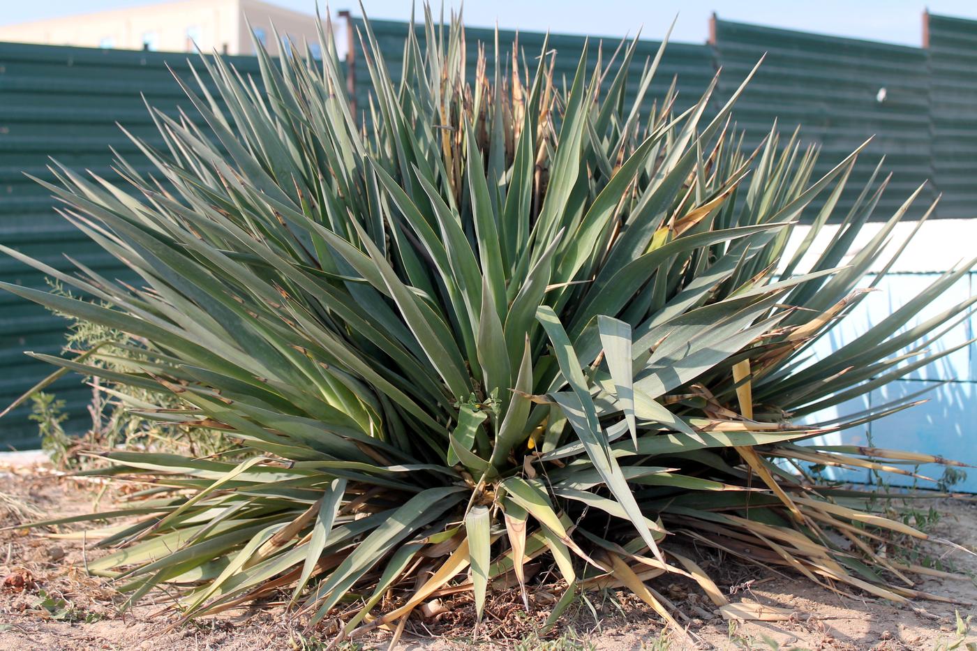 Image of Yucca gloriosa specimen.