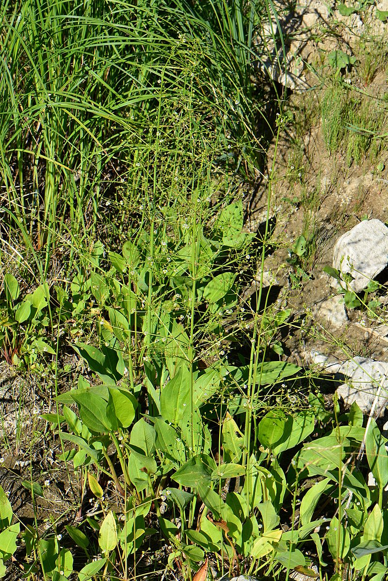 Image of Alisma plantago-aquatica specimen.