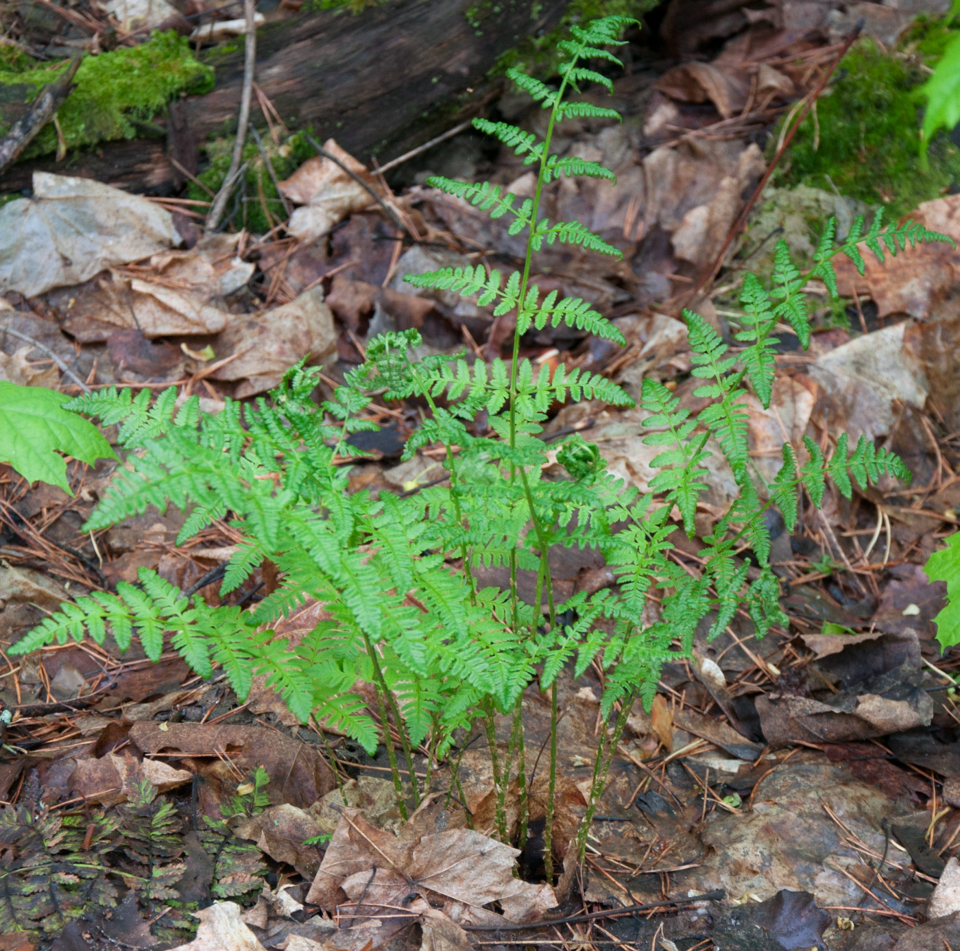 Image of Dryopteris carthusiana specimen.