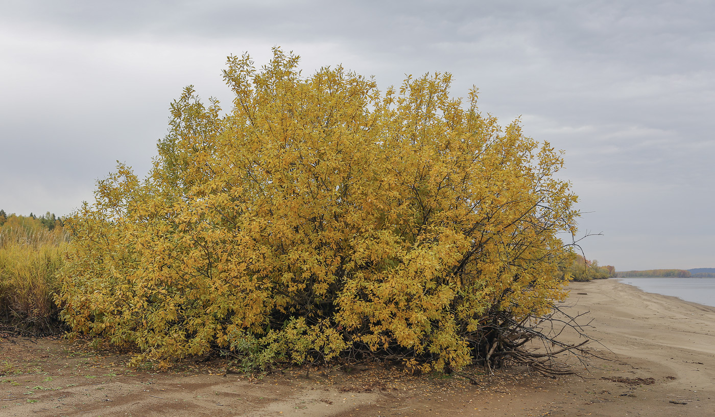 Изображение особи Salix cinerea.