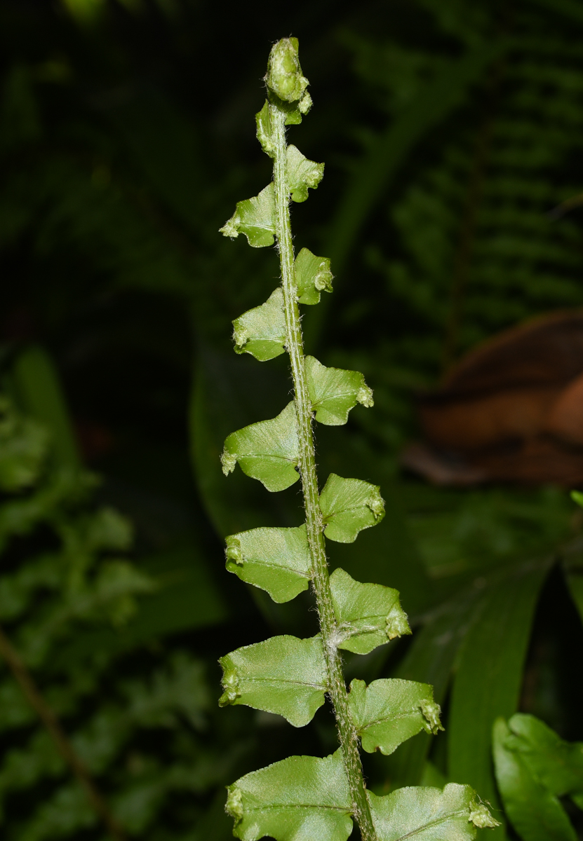 Изображение особи Nephrolepis exaltata.