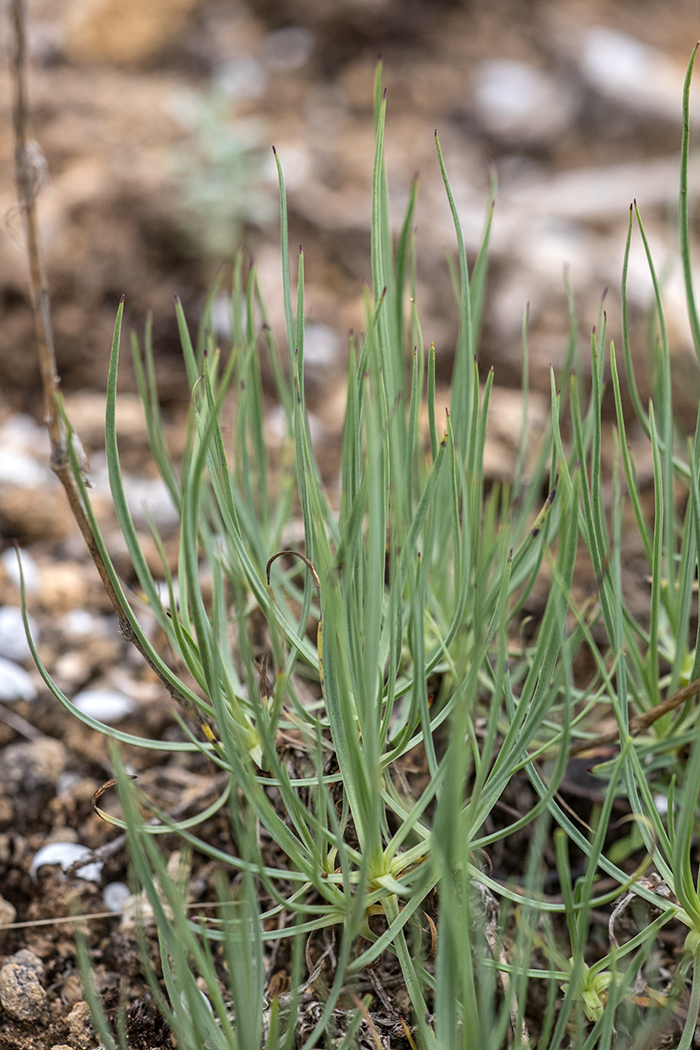 Image of Gypsophila glomerata specimen.