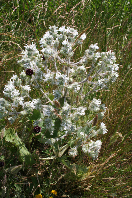 Image of Salvia aethiopis specimen.